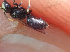 Hylaeus kahri