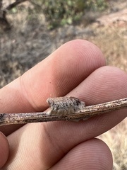 Litaneutria ocularis