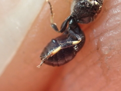 Hylaeus kahri