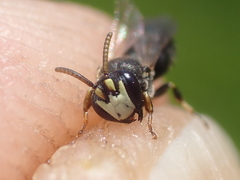 Hylaeus kahri