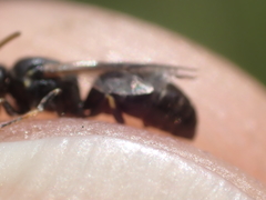 Hylaeus kahri