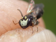 Hylaeus kahri