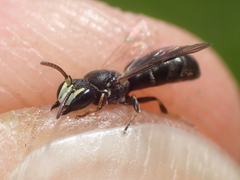Hylaeus kahri