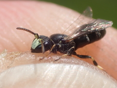 Hylaeus kahri