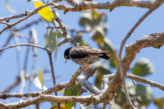 Daphoenositta chrysoptera striata