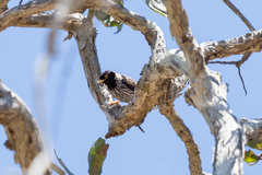 Daphoenositta chrysoptera striata