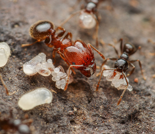 Pheidole diversipilosa