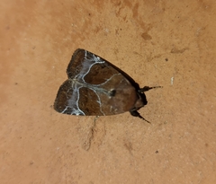 Hampsonodes