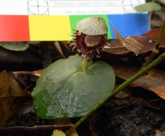 Corybas pruinosus