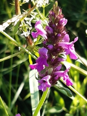 Betonica officinalis