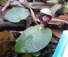 Corybas pruinosus