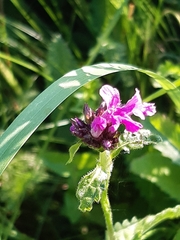 Betonica officinalis