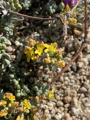 Physaria peninsularis