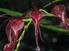 Pleurothallis phalangifera
