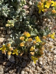 Physaria peninsularis