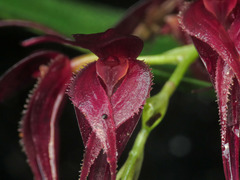 Pleurothallis phalangifera