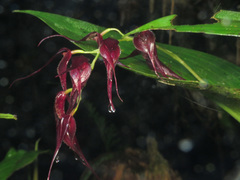 Pleurothallis phalangifera