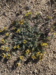 Physaria peninsularis