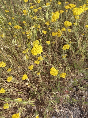 Image of Achillea arabica by (c) Гущина Ангелина Викторовна, some rights reserved (CC BY)