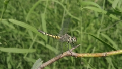 Brachydiplax
