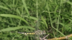 Brachydiplax