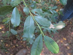 Erythroxylum emarginatum