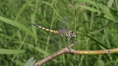 Brachydiplax