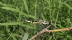 Brachydiplax