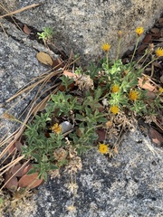 Heterotheca brandegei