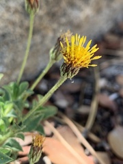 Heterotheca brandegei