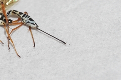 Xoridesopus infuscatus