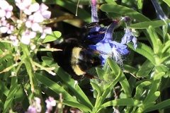 Bombus californicus