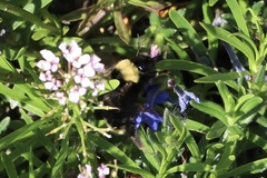 Bombus californicus