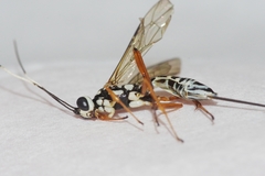 Xoridesopus infuscatus