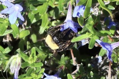 Bombus californicus
