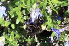 Bombus californicus