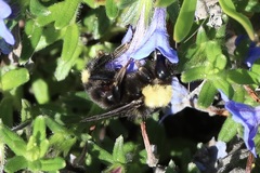 Bombus californicus
