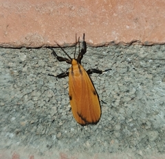 Lycomorphodes