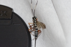 Xoridesopus infuscatus