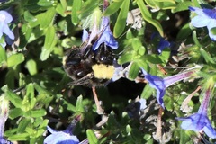 Bombus californicus