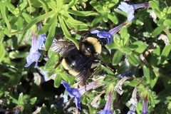 Bombus californicus