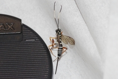 Xoridesopus infuscatus