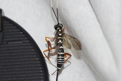 Xoridesopus infuscatus