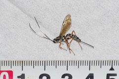 Xoridesopus infuscatus