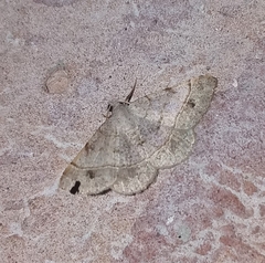 Frederickia subterminata