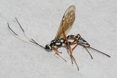 Xoridesopus infuscatus