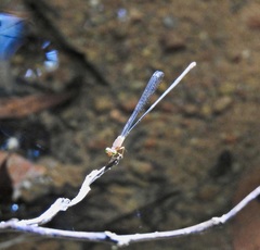 Teinobasis rufithorax