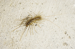 Scutigera coleoptrata