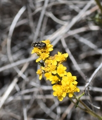 Acmaeodera retifera