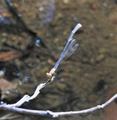 Teinobasis rufithorax